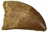 Serrated, Carcharodontosaurus Tooth - Real Dinosaur Tooth #311037-1